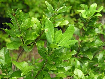 Southern Bayberry (Morella caroliniensis)