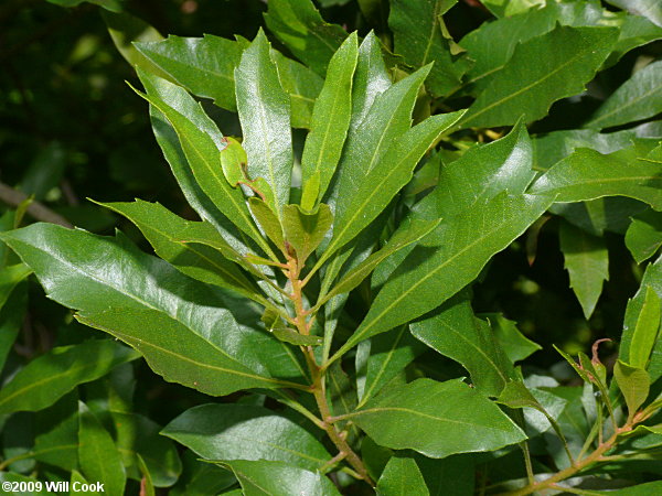 evergreen wax myrtle