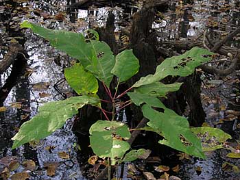 Water Tupelo (Nyssa aquatica) leaves