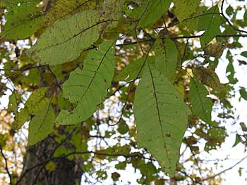 Water Tupelo (Nyssa aquatica) leaves