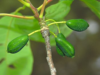 Water Tupelo (Nyssa aquatica) fruits