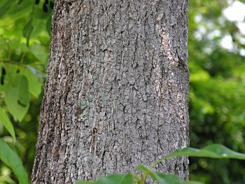 Water Tupelo (Nyssa aquatica) bark