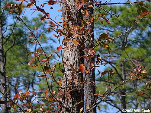 Swamp Tupelo (Nyssa biflora) bark