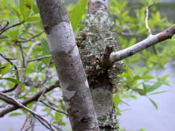Swamp Tupelo (Nyssa biflora)