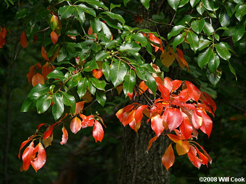 Blackgum (Nyssa sylvatica) fall leaves