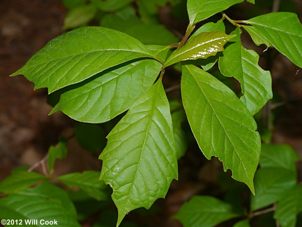 Blackgum (Nyssa sylvatica) toothed leaves