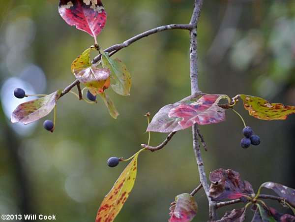 Blackgum (Nyssa sylvatica) fruits