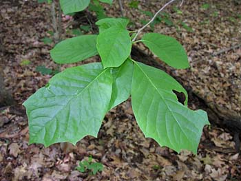 Blackgum (Nyssa sylvatica) leaves