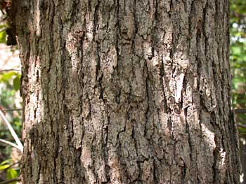 Blackgum (Nyssa sylvatica) bark