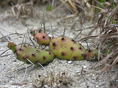 Dune Prickly-pear (Opuntia pusilla)