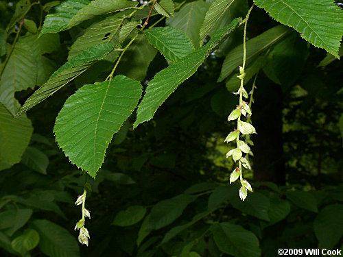 Hophornbeam (Ostrya virginiana)