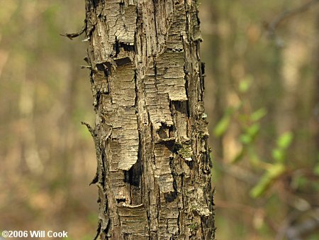 Hophornbeam (Ostrya virginiana) bark