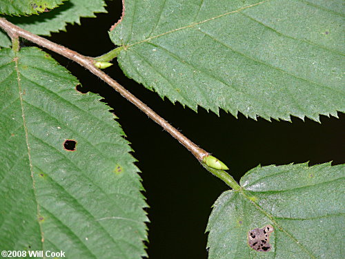 Hophornbeam (Ostrya virginiana)