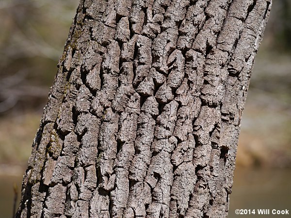 Sourwood (Oxydendrum arboreum) bark