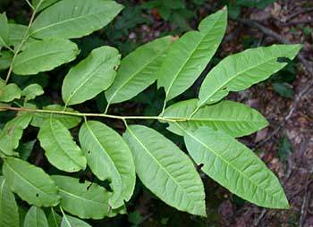 Sourwood (Oxydendrum arboreum)
