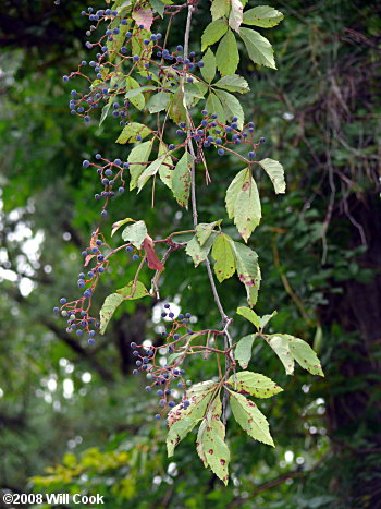 Virginia Creeper (Parthenocissus quinquefolia)