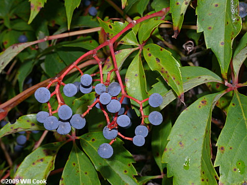 Virginia Creeper (Parthenocissus quinquefolia) fruits