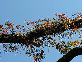 Virginia Creeper (Parthenocissus quinquefolia)