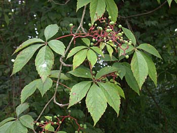 creeper virginia parthenocissus ivy quinquefolia leaves poison nc native berries vines plants english invasive poisonous trees wild weed flowers columbus