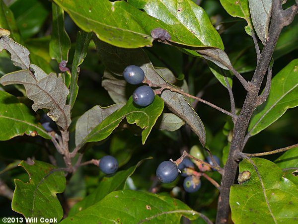 Swamp Bay (Persea palustris) fruits