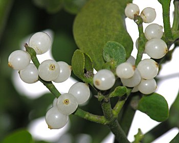 Oak Mistletoe (Phoradendron leucarpum) berries