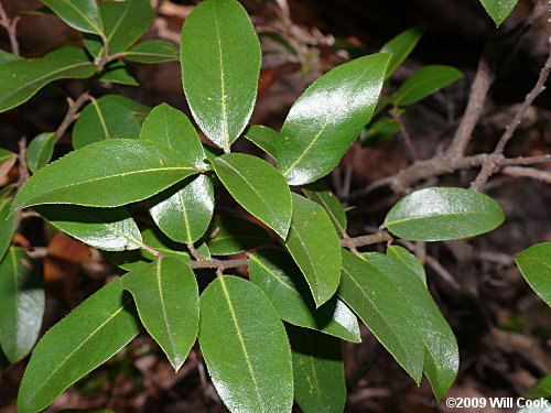 Mountain Andromeda, Mountain Fetterbush (Pieris floribunda) leaves