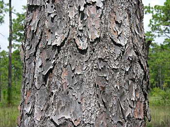 Longleaf Pine (Pinus palustris) bark