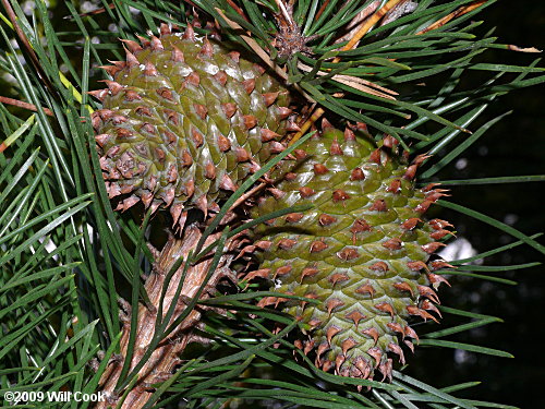 Table Mountain Pine (Pinus pungens)