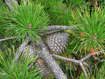 Table Mountain Pine (Pinus pungens)