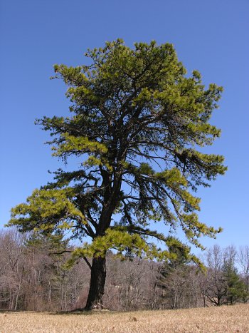Pitch Pine (Pinus rigida)