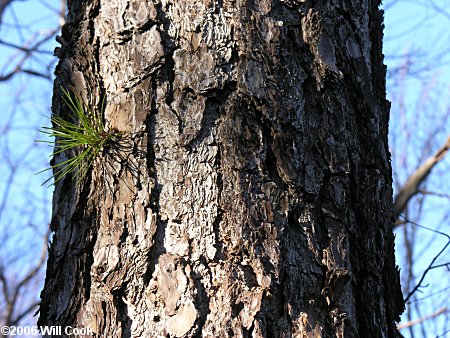 Pitch Pine (Pinus rigida) bark