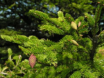 Red Spruce (Picea rubens)