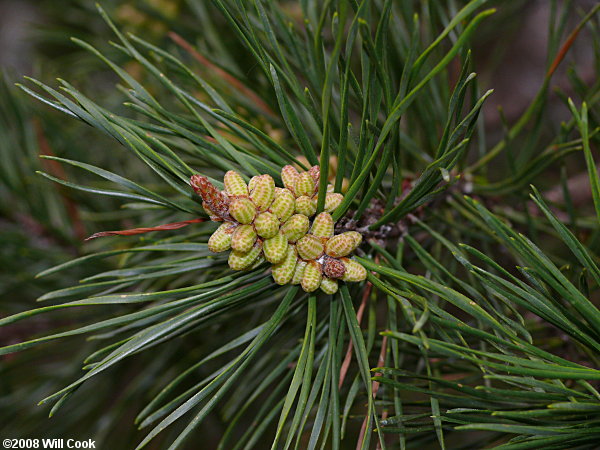 Virginia Pine (Pinus virginiana)