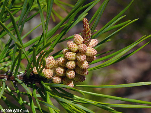 Virginia Pine (Pinus virginiana) cones