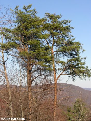 Virginia Pine (Pinus virginiana) tree