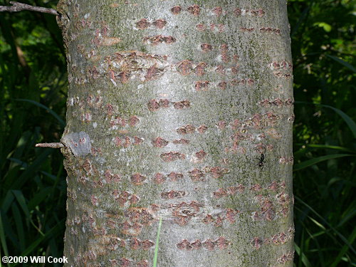 White Poplar (Populus alba) bark