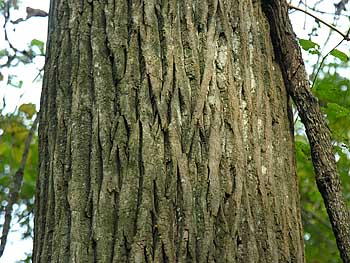 Swamp Cottonwood (Populus heterophylla)