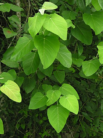 Swamp Cottonwood (Populus heterophylla) leaves