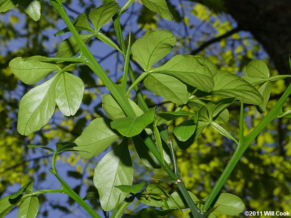 Trifoliate Orange (Poncirus trifoliata)