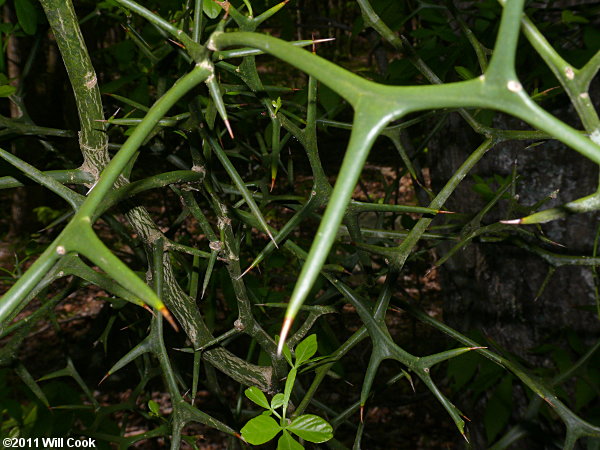 Trifoliate Orange (Poncirus trifoliata) thicket