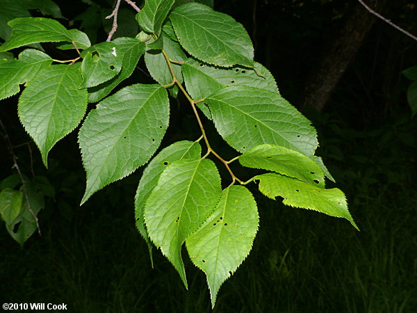 American Plum (Prunus americana) leaves