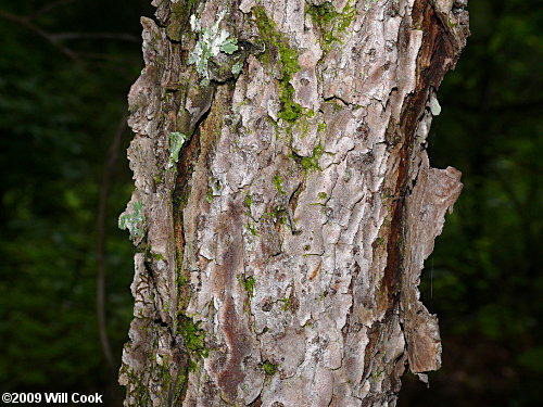 American Plum (Prunus americana) bark
