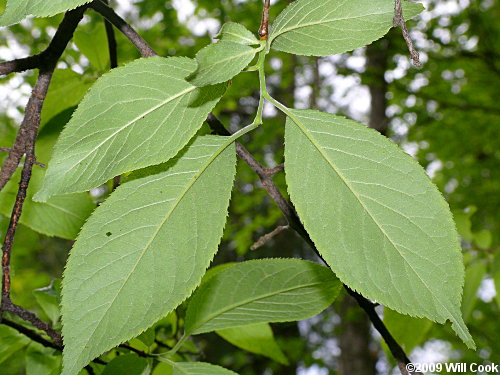 American Plum (Prunus americana) leaves