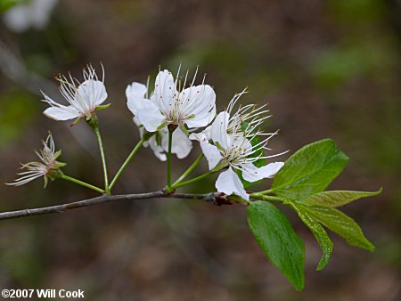 American Plum (Prunus americana) flowers