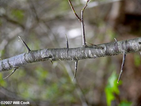 American Plum (Prunus americana) branches spines