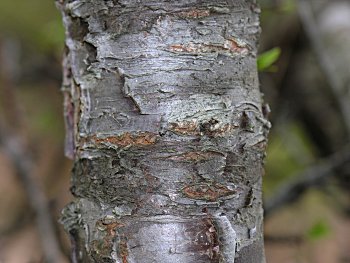 Chickasaw Plum (Prunus angustifolia) bark