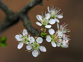 Chickasaw Plum (Prunus angustifolia) flowers