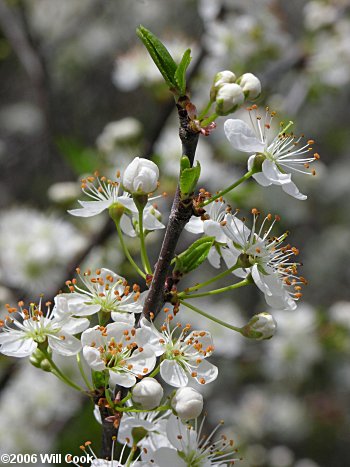 Chickasaw Plum (Prunus angustifolia) flowers