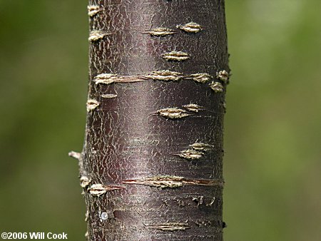 Chickasaw Plum (Prunus angustifolia) bark