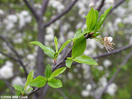 Chickasaw Plum (Prunus angustifolia) leaves